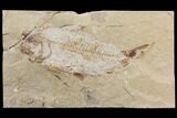 Bargain, Cretaceous Fish (Nematonotus) Fossil - Lebanon #147212-1